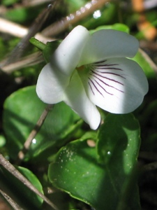 Viola macloskeyi